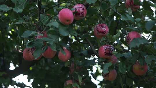 苹果 苹果树 贴字苹果