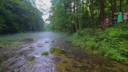 航拍绿色森林晨雾中的清澈溪流张家界金鞭溪视频素材模板下载