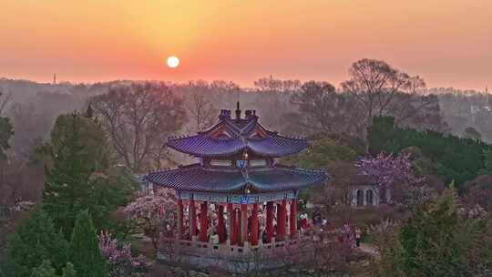 南京 朝阳下的梅花山
