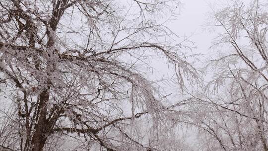 冰雪雾凇森林视频素材模板下载