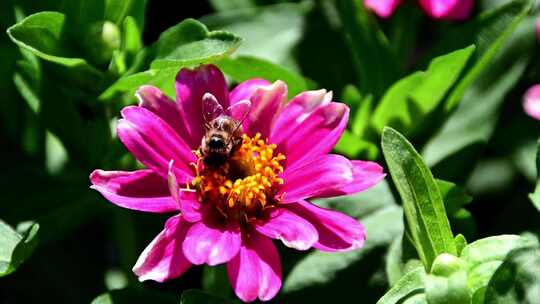 蜜蜂采集花粉的微距镜头