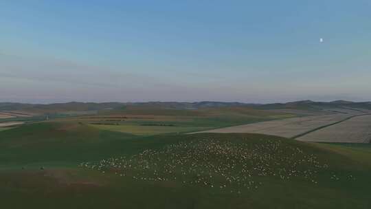 航拍暮色草原牧场羊群