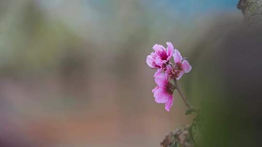 梨花素材