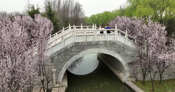 洛阳隋唐遗址植物园开元大道春天公园道路