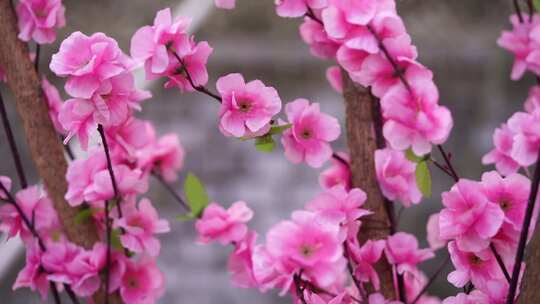 沕沕水生态风景区 梅花 粉色 植物 景色