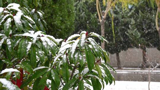 冬天初冬大雪纷飞，雪花飘落在植物上