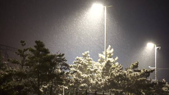 大雪纷飞的夜晚路灯和松树夜空视频素材模板下载