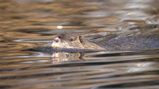 海狸（Myocastor coypus）在湖中游泳，带有电影反射，特写