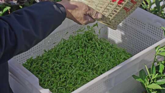 采茶 茶农 春茶 绿茶 安吉白茶