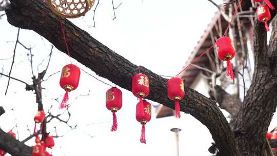 树枝上悬挂的春节红灯笼