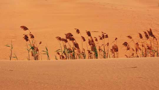 沙漠治理荒漠中的植物顽强生长