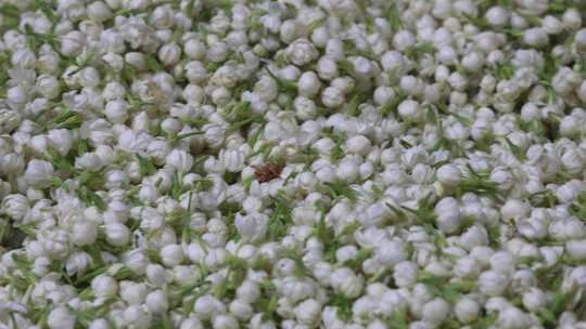 唯美茉莉花与茉莉花茶制作福州茉莉花种植园