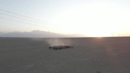 新疆-夕阳-羊群