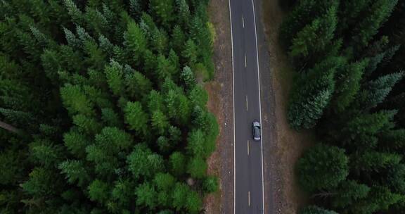 两边树林鸟瞰汽车在公路上旅行