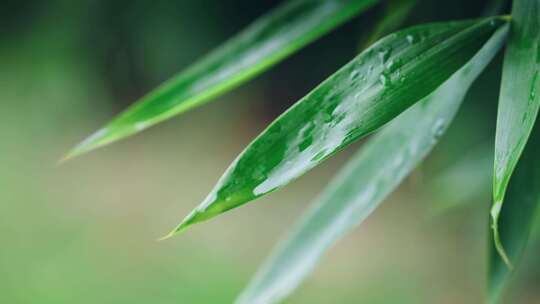 绿叶雨后雨滴水珠