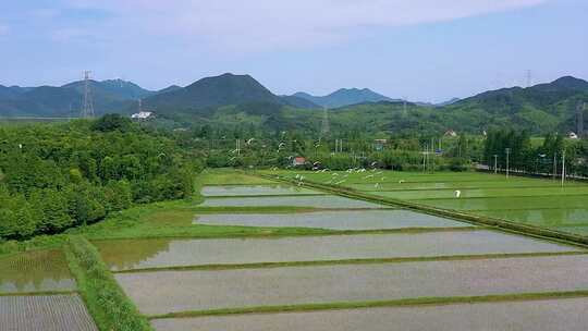 1080P30帧江南稻田白鹭唯美湖州美丽乡村