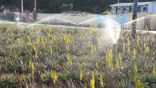 芦荟开花 浇水