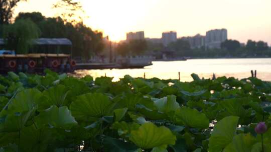济南大明湖夏季荷花盛开，傍晚夕阳晚霞迷人