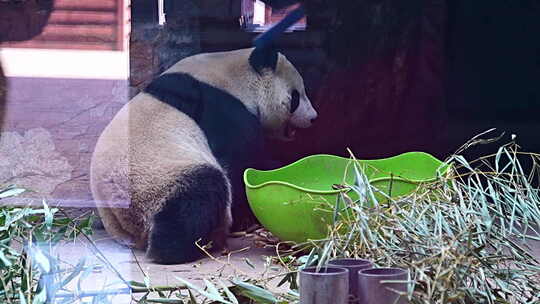 熊猫 大熊猫 国宝 动物 野生动物 野生