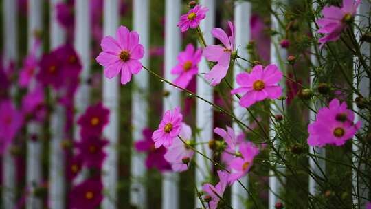 草原格桑花