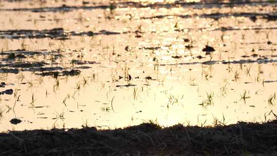 夕阳下 水稻种植视频素材模板下载
