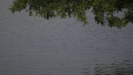 植物唯美逆光小清新素材