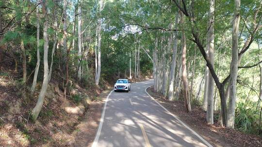 树林公路林荫大道森林阳光道路汽车行驶视角