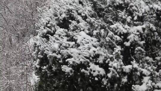 飘落的大雪花视频素材模板下载