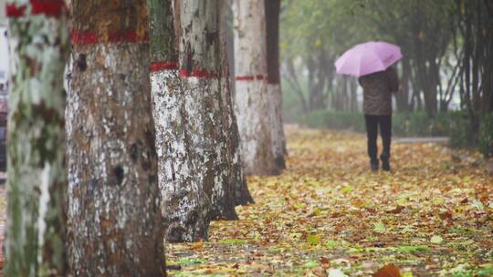 深秋雨天落叶行人