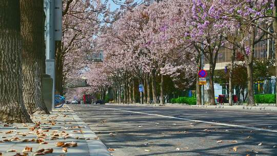 北京亦庄的梧桐大道花海街道