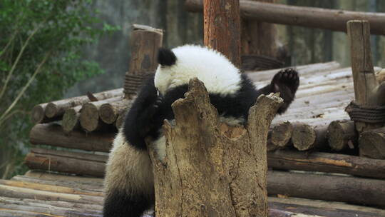 大熊猫一家一起玩耍幼崽好可爱