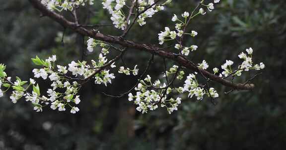 春雨绵绵唯美樱花花瓣随风飘落