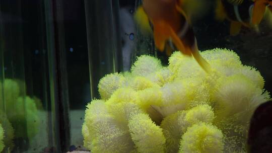 【镜头合集】躲在海葵里繁殖的小丑鱼