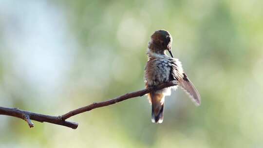 一只栖息在树枝上的蜂鸟