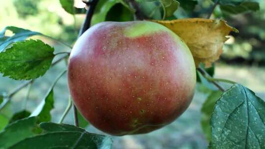 温暖阳光照射植物苹果树开花结果种植果场