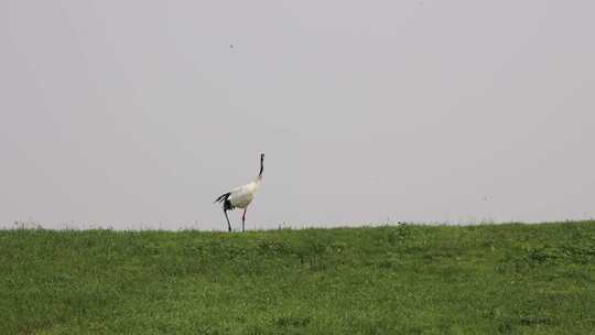 齐齐哈尔扎龙湿地自然保护区中的丹顶鹤视频素材模板下载