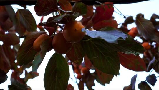 挂在树枝上的柿子