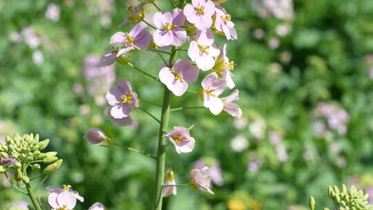 多色油菜花