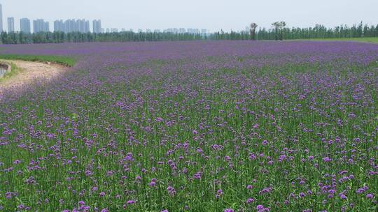 4K航拍湖南长沙月亮岛马鞭草花海视频