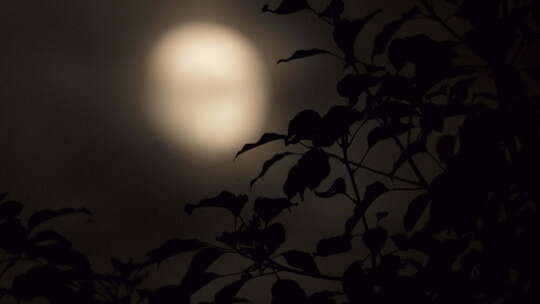 深夜晚树叶月亮剪影唯美天空视频素材模板下载