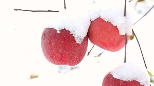 4k多角度拍摄雪中苹果雪果