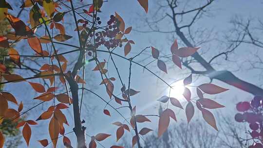 冬季红叶在阳光下晃动2