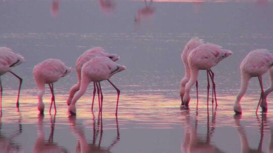 清晨阳光下湖里的粉色火烈鸟的美丽镜头
