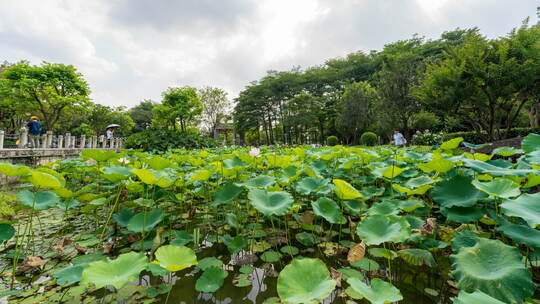 佛山亚艺公园禅荷花岛 荷花池景观延时