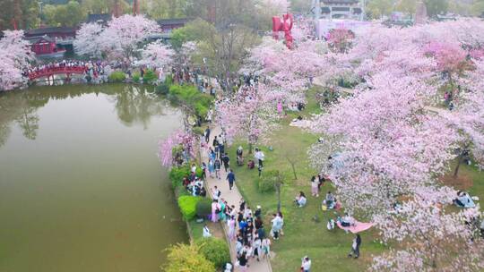 【航拍】东湖樱花园09（2021.04.05）视频素材模板下载