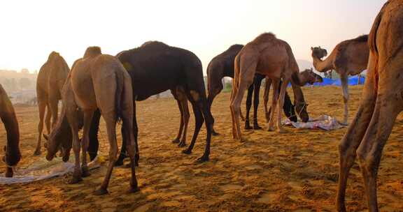 骆驼在普什卡梅拉骆驼集市节在野外吃日出普