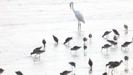 深圳湾飞行觅食的黑尾塍鹬群、鹬鸻群、鸟群