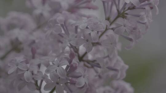 丁香花微距LOG