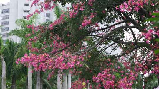 木棉花异木棉