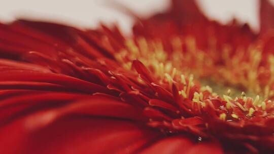 微距红色菊花花瓣花蕊视频素材模板下载